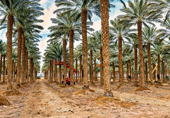 Maintenance for plantation of date palms. Image depicts healthy food and GMO free agriculture...