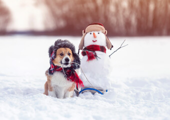 funny puppy dog corgi in a warm hat carries a sleigh with a snowman in a winter park