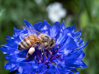 Bee full of pollen on the paws