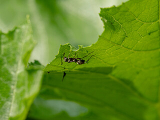 Ant under a leaf
