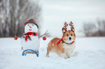funny a corgi dog puppy in Christmas reindeer horns drives a sleigh with a snowman in a winter park