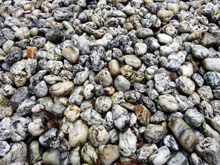 雨に濡れた玉砂利