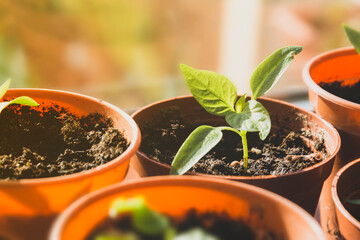 Bell pepper seedlings in pots growing on window