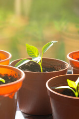 Bell pepper seedlings in pots growing on window