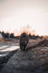 Cat with nature on sunset