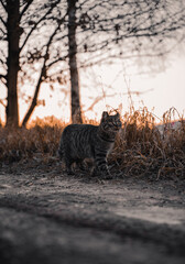 Cat with nature on sunset - obrazy, fototapety, plakaty