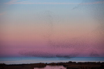 Starlings murmuration in Aiguamolls De L Emporda Nature Park, Spain