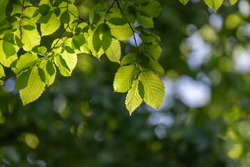 Green leaves on the branches of a spring tree.