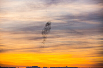 Starlings murmuration in Aiguamolls De L Emporda Nature Park, Spain