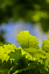  Мany green leaves lit by the sun on a summer day.
