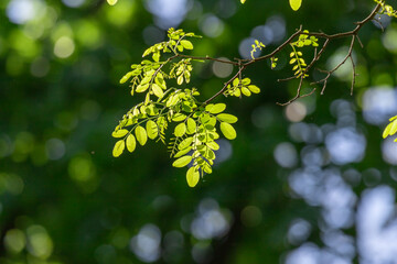 Green leaves on the branches of a spring tree.