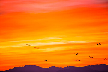 Obraz na płótnie Canvas Sunset and cranes (Gruidae) in Aiguamolls De L'Emporda Nature Reserve, Spain