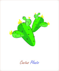 Cactus plants on a white background. Vector. A flat picture in delicate shades. Elements for the design and printing of wallpapers, sketches, patterns and textiles.