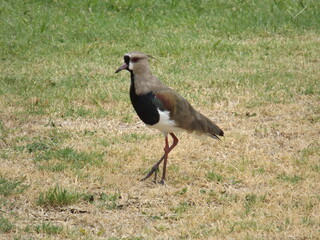 Southern lapwing (Vanellus chilensis) is a wader in the order Charadriiformes.
Native bird, tero, quero quero, vanellus chilenesis, of Brazil, Argentina, Uruguay, Bolivia or Paraguay, South America.