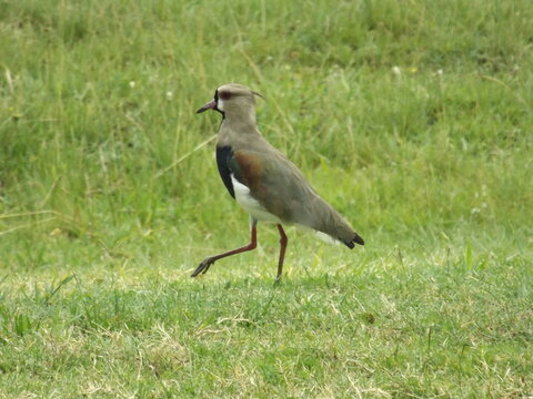 Southern lapwing (Vanellus chilensis) is a wader in the order Charadriiformes.
Native bird, tero, quero quero, vanellus chilenesis, of Brazil, Argentina, Uruguay, Bolivia or Paraguay, South America.