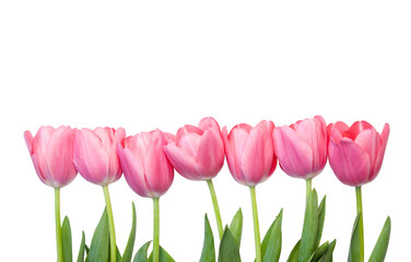 tulips isolated on white background