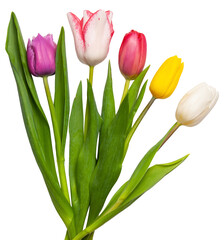 tulips isolated on white background