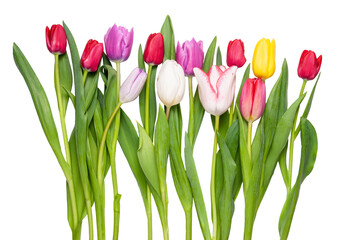 tulips isolated on white background