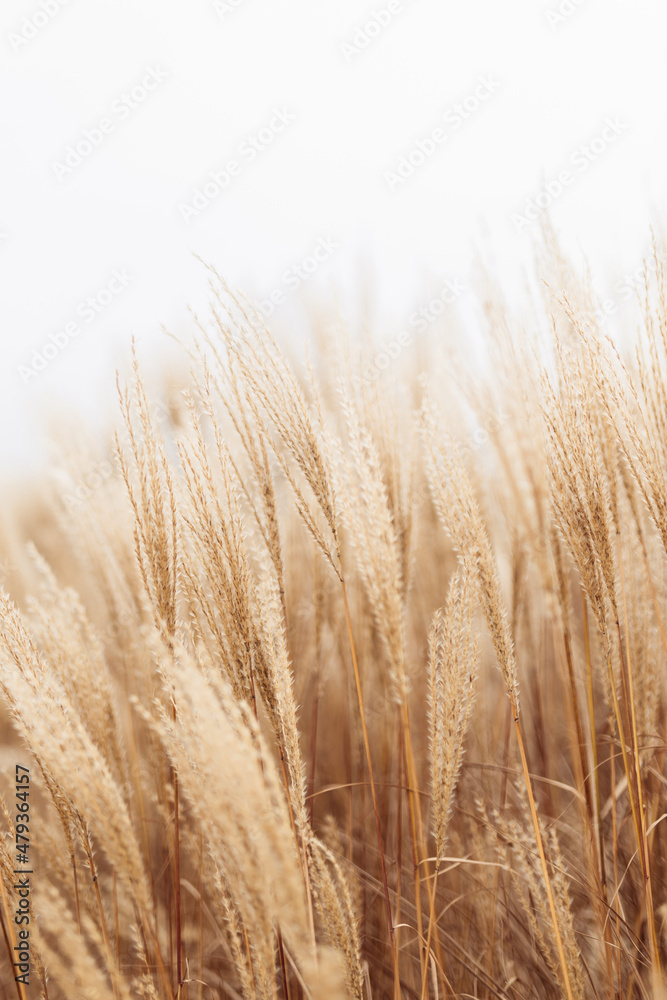 Wall mural abstract natural background of soft plants cortaderia selloana. pampas grass on a blurry bokeh, dry 