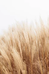 Wall murals White Abstract natural background of soft plants Cortaderia selloana. Pampas grass on a blurry bokeh, Dry reeds boho style. Fluffy stems of tall grass in winter, white background