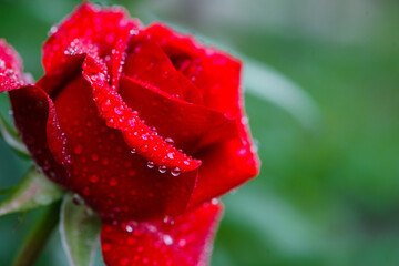 delicate red rose on a flower bed, after the rain. beautiful flowers of red garden roses, dew drops. Bushes of red roses are blooming in the garden. Plant care, landscaping, holiday gift for a girl.