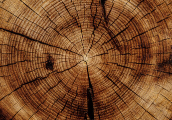 Wood texture, cut of tree trunk, top view