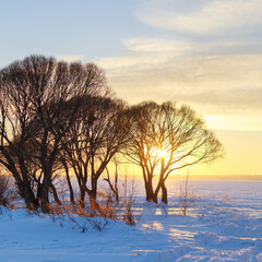 Winter landscape - trees at sunset. Calm winter nature in sunlight.