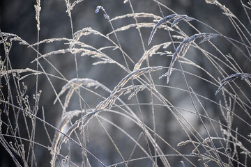 Frosty plants winter time