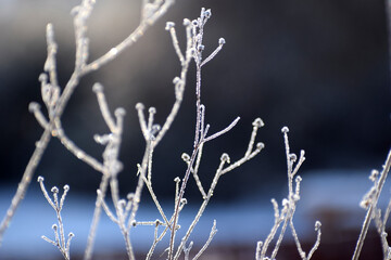 Frosty plants winter time