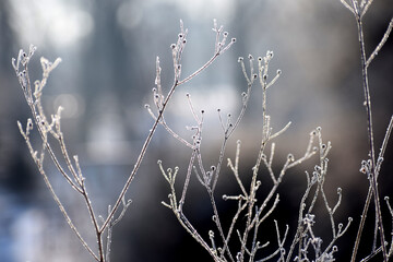 Frosty plants winter time