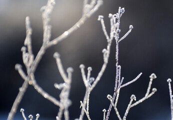 Frosty plants winter time