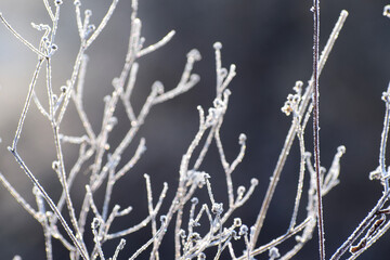 Frosty plants winter time