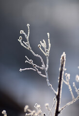 Frosty plants winter time