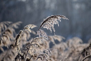 Fototapeta premium Frosty plants winter time