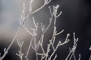 Frosty plants winter time