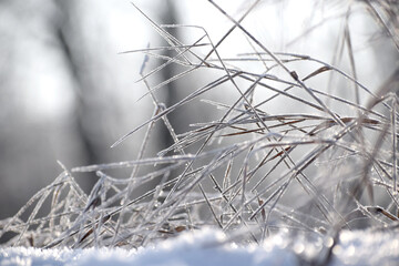 Frosty plants winter time