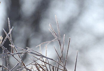 Frosty plants winter time