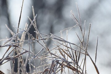Frosty plants winter time