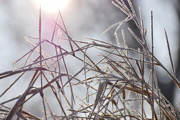 Frosty plants winter time