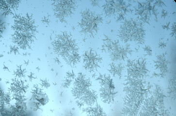 Frosty plants winter time