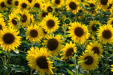 Fototapeta na wymiar large yellow sunflower for background. Yellow sunflowers in sunlight. good harvest concept, bright sunny flower. farming, vegetable garden, field, growing seeds for oil. close-up