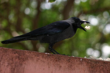 crow on the ground