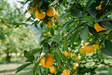 orange trees in the garden