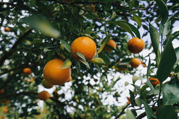 orange trees in the garden