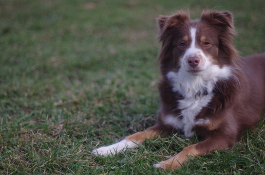 Mini Aussie