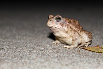 frog on the ground