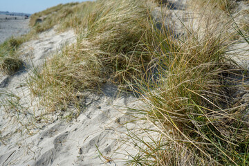 Close up of green sea grass growing in a sand dune