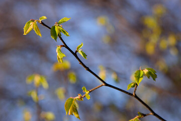 branches with young green leaves for the background. The first spring tender leaves, buds and branches. nature comes alive after winter. young leaves on the bushes. small green leaves bloom. close-up