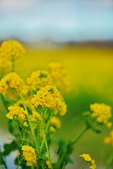 青空の下の黄色い絨毯