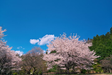 日本の春